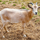 Illustration for article titled Department Of Agriculture Locates Perfect Goat